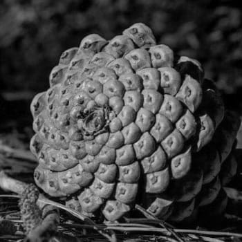 Altın Oran ve Kozmik Uyum