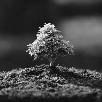 Topraklanma ve Ağaç Terapisi